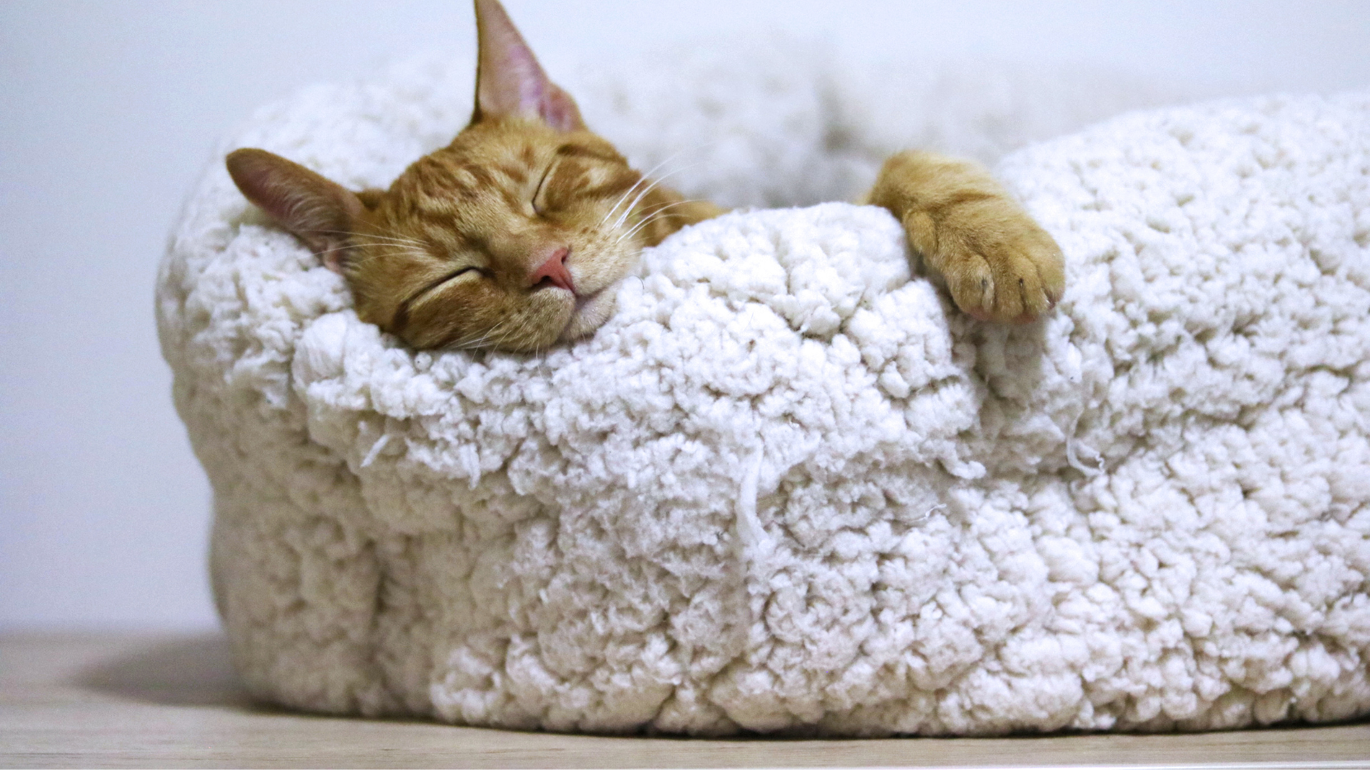 Keeping Pet Beds Fresh: Washing Tips and Tricks