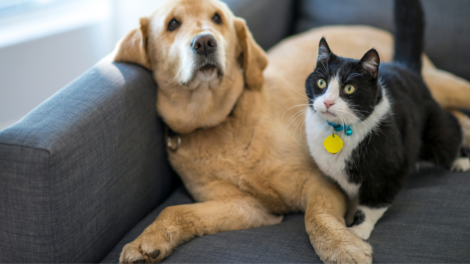 Multi-Pet Households: Cleaning Solutions for a Tidy Home