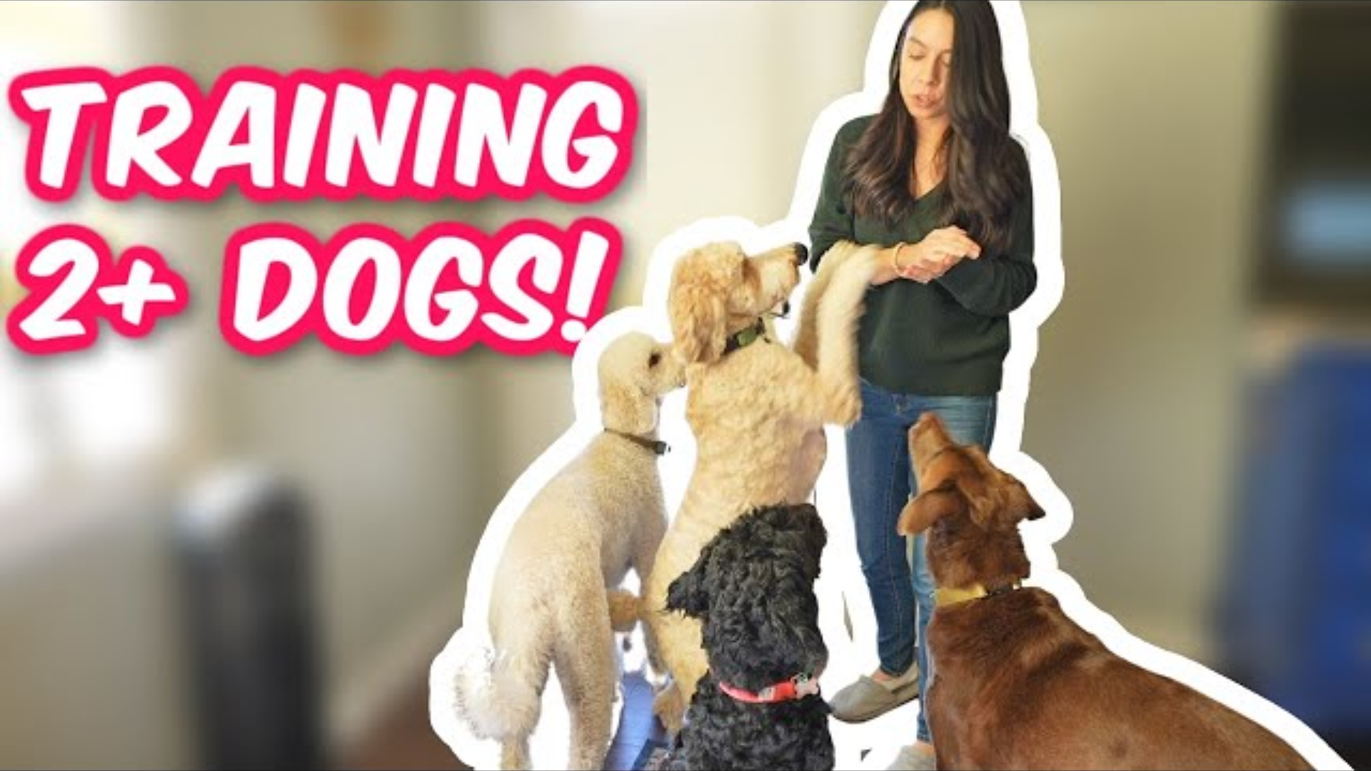 Training Multiple Dogs at Home: 3 Easy Tips to Achieve Harmony