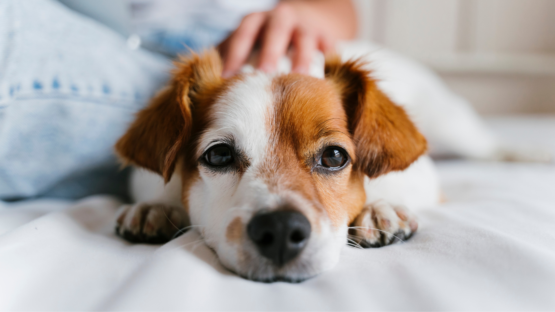 The Health Benefits of Using Safe Products for Pets