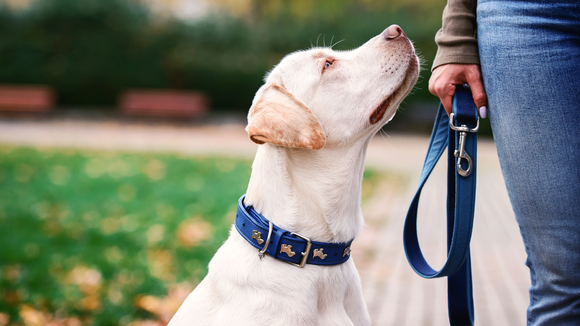 The Impact of Safe Products on Your Pet’s Behavior and Well-Being