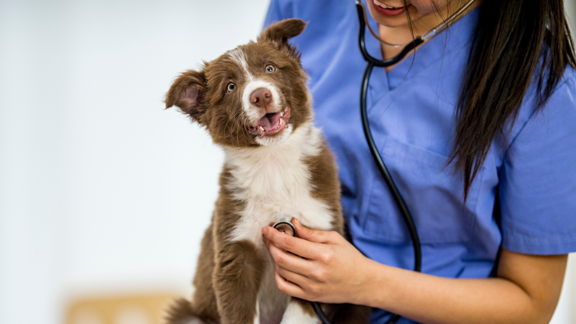 How to Spot & Prevent Common Puppy Health Issues