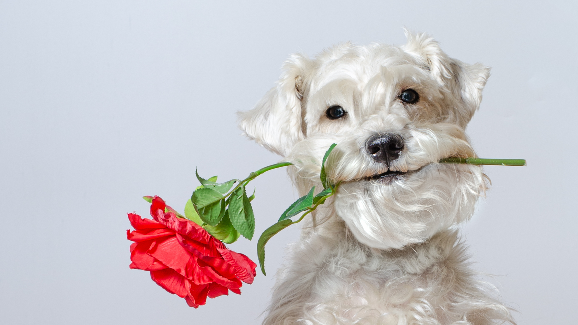 Valentines Day Pets: Let’s Celebrate Together!