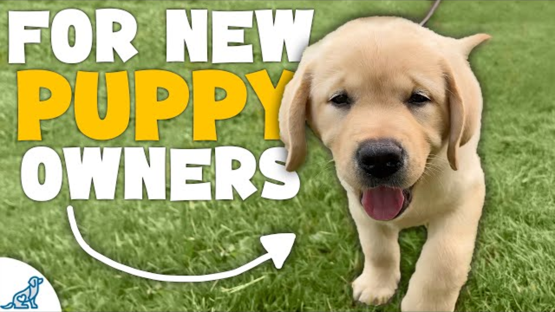 The First 7 Things You Need To Teach Your Puppy