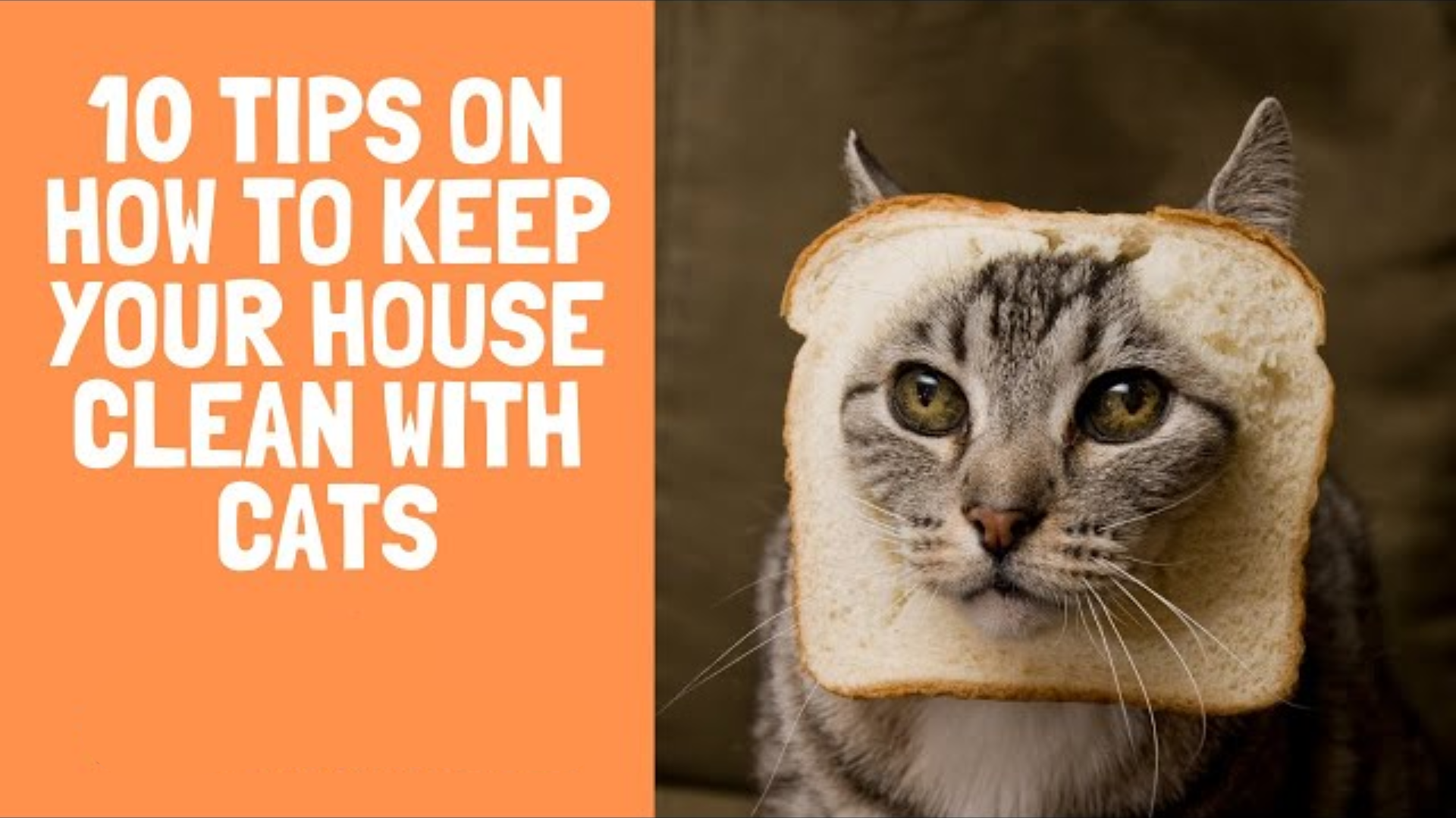 10 Tips on How to Keep Your House Clean with Cats