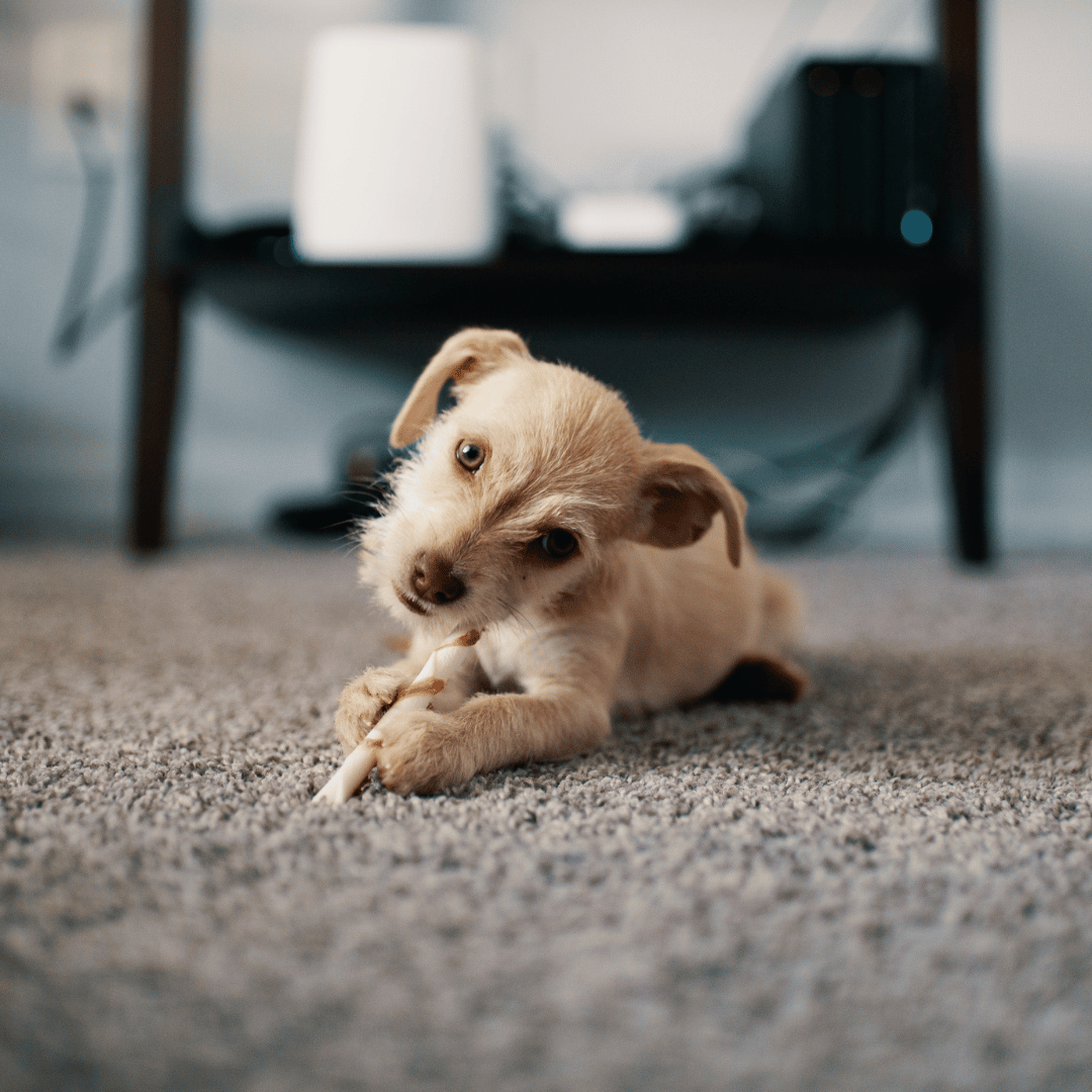 Deodorizing Your Carpet 101